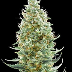 Amnesia Fast von Advanced Seeds