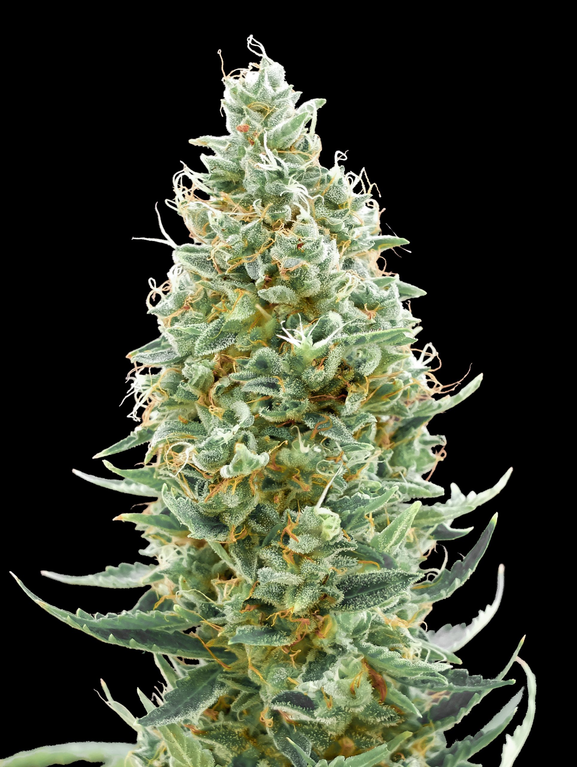 Amnesia Fast Advanced Seeds