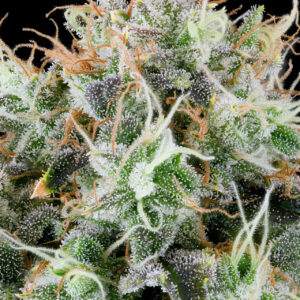 Apple Drops (apple Fritter X Face Off OG) X RS11 von Grounded Genetics