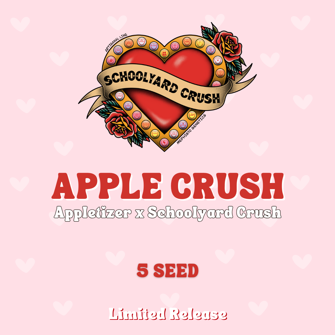 apple crush 5+1er – mephisto genetics (autoflower samen)