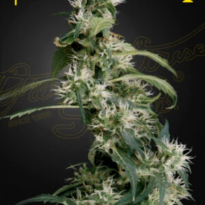 Arjan's Ultra Haze 2 (Mango Haze) von Green House Seed Co.