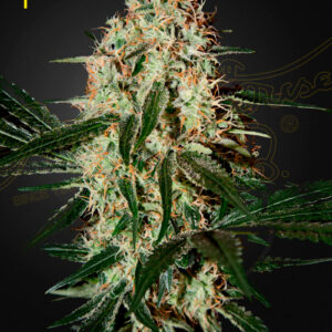 Arjan's Haze 3 von Green House Seed Co.