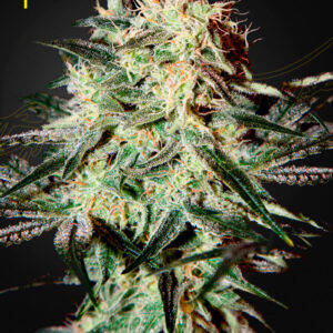 Arjan's Strawberry Haze von Green House Seed Co.