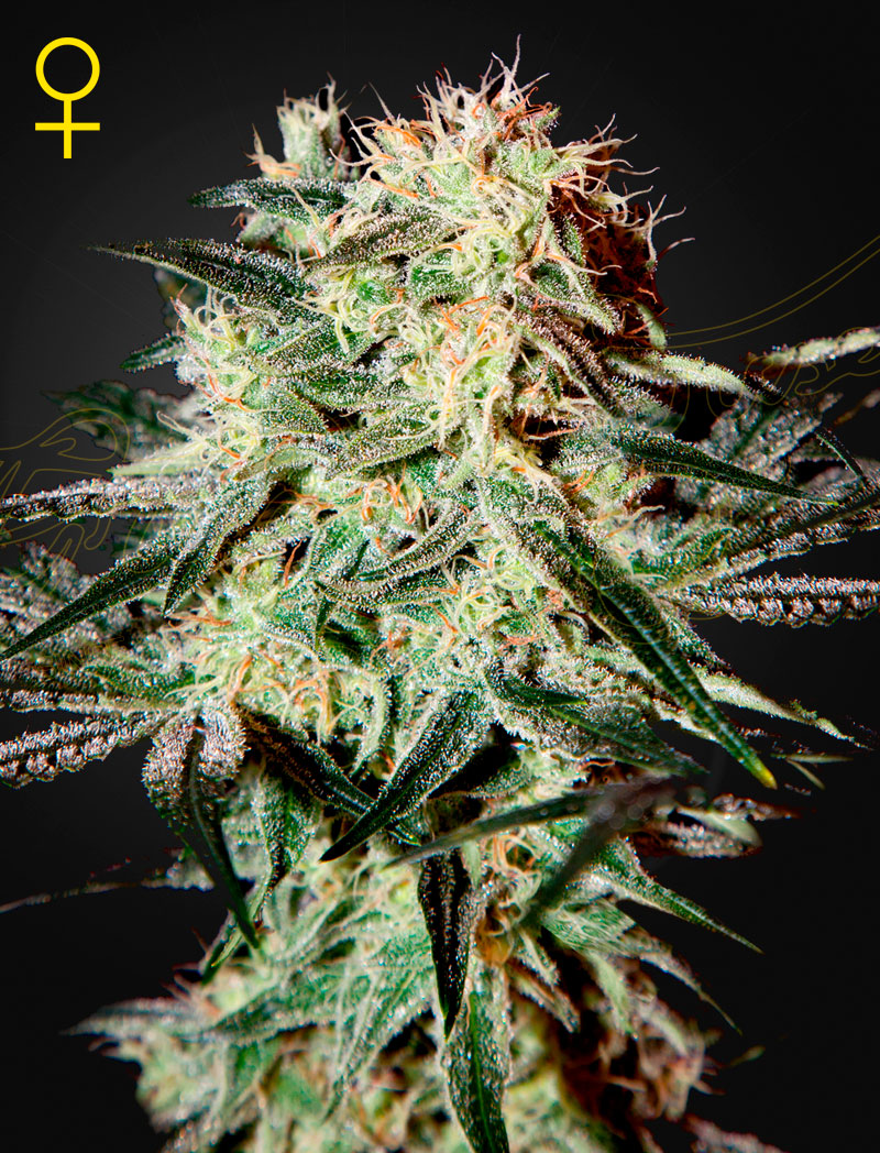 Arjan's Strawberry Haze von Green House Seed Co.