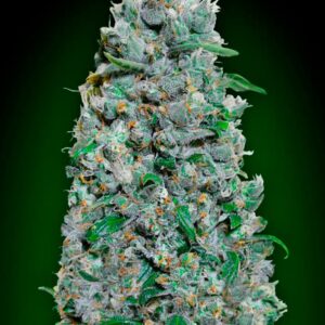 Auto Afghan Mass XXL von 00 Seeds