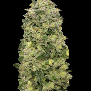 Auto Afghan Skunk von Advanced Seeds