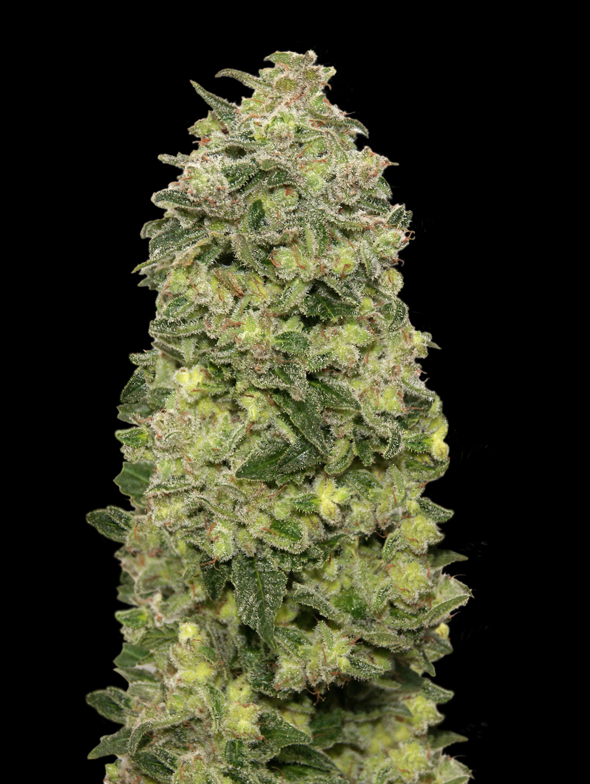Auto Afghan Skunk Advanced Seeds