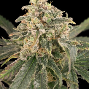 Auto Amnesia XXL von Advanced Seeds