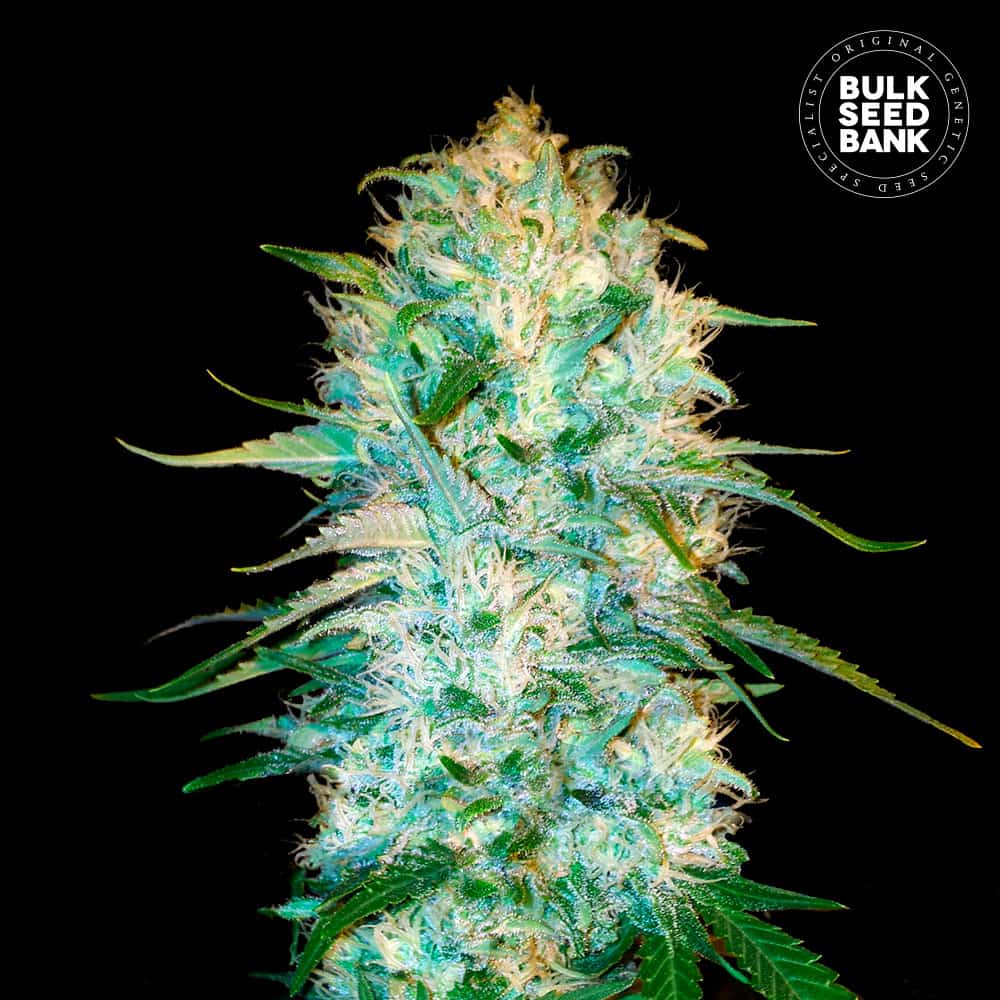 Auto Amnesia Platinum von Bulk Seed Bank