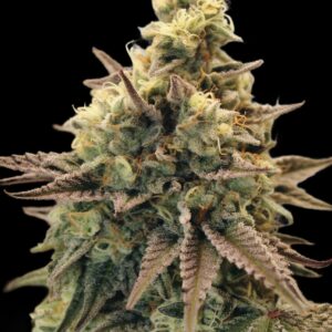 Auto Animal Zookies von Advanced Seeds