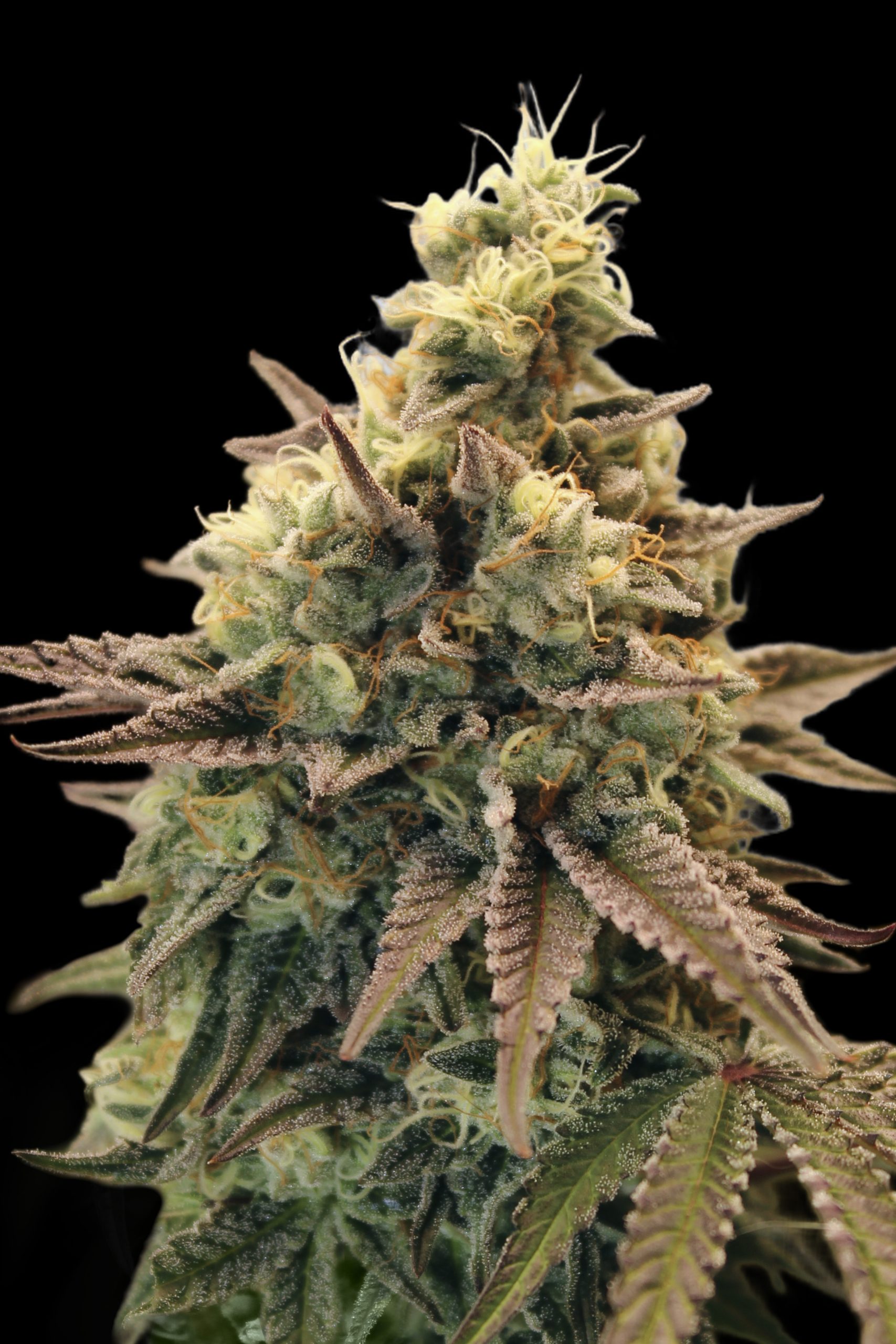 Auto Animal Zookies Advanced Seeds