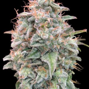 Auto Banana Cookies von Advanced Seeds
