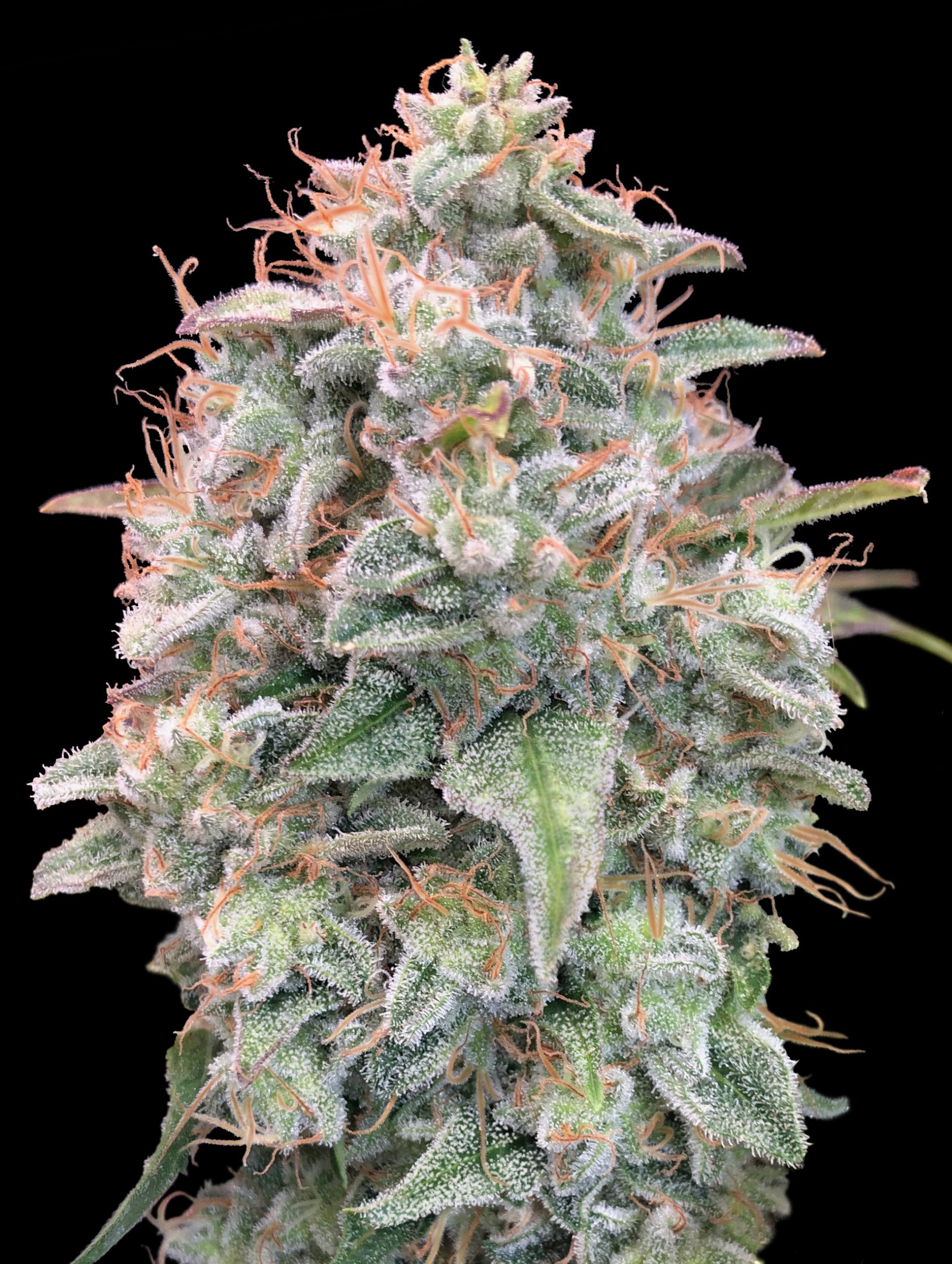 Auto Banana Cookies von Advanced Seeds
