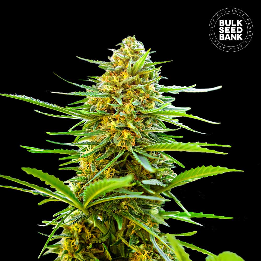 Auto Banana Monkey von Bulk Seed Bank