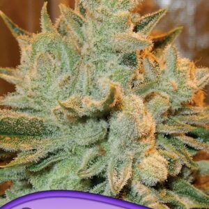 Auto Betty von Anesia Seeds