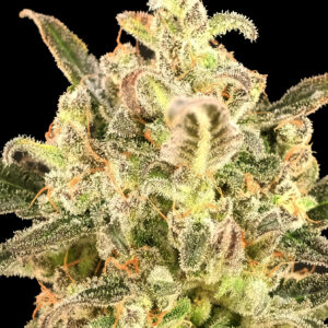 Auto Biodiesel Mass XXL von Advanced Seeds