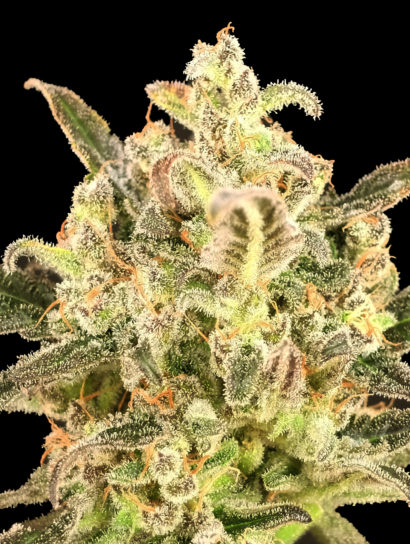 Auto Biodiesel Mass XXL Advanced Seeds