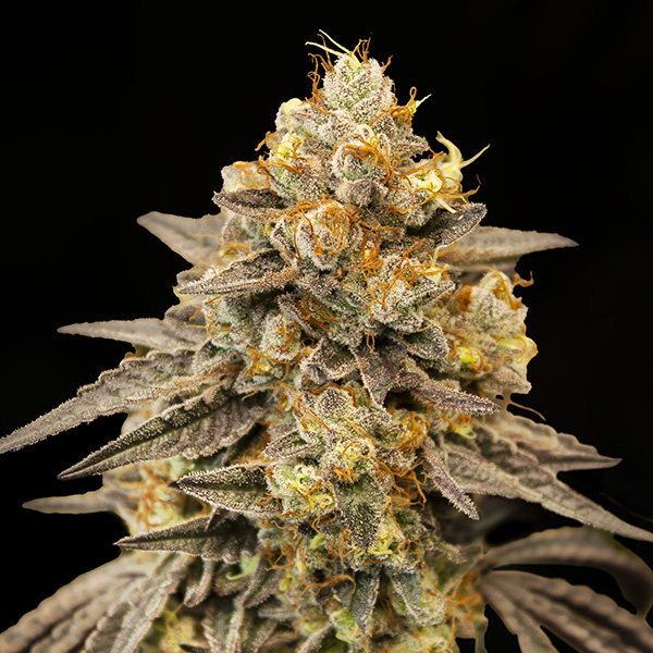 Auto Biscotti Zkittlez von 00 Seeds