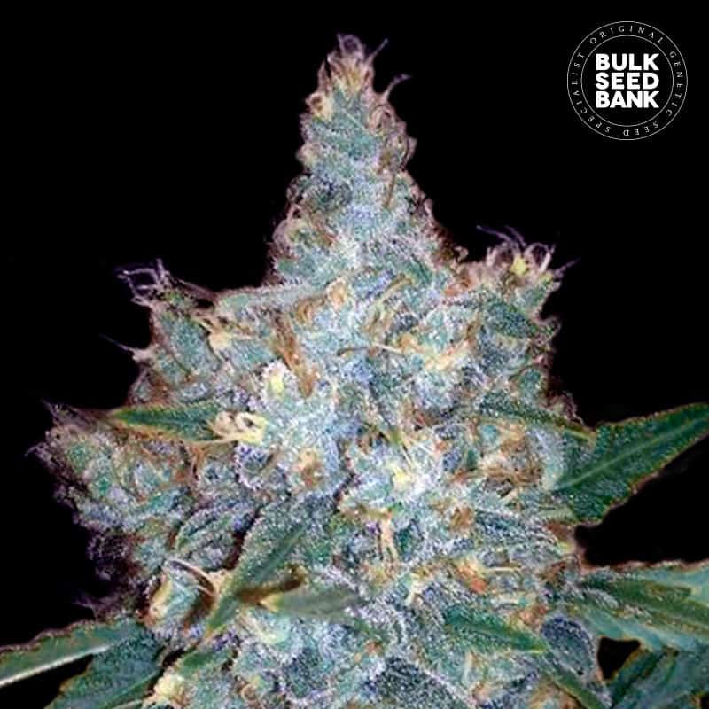 Auto Blueberry Berry von Bulk Seed Bank