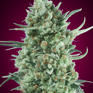 Auto Bubble Gum XXL von 00 Seeds