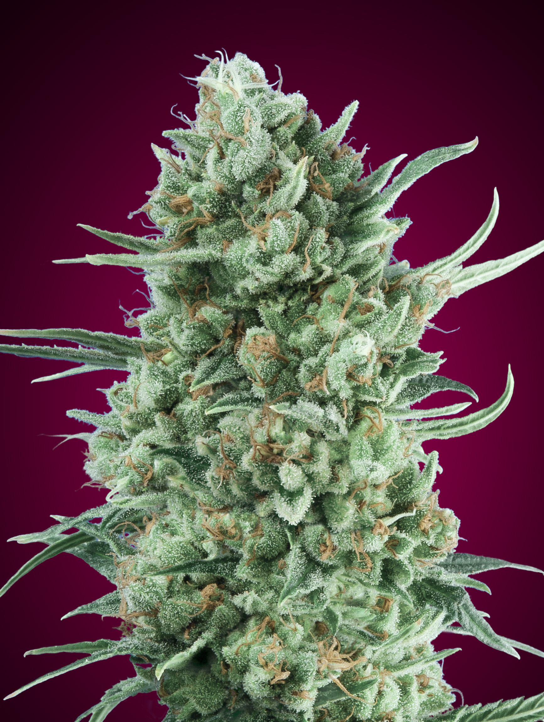 Auto Bubble Gum XXL von 00 Seeds
