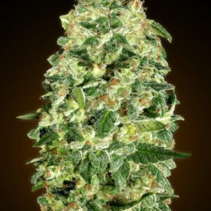 Auto California Kush von 00 Seeds