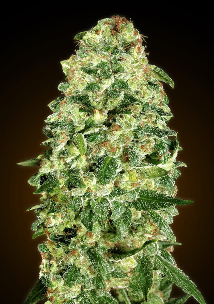 Auto California Kush von 00 Seeds