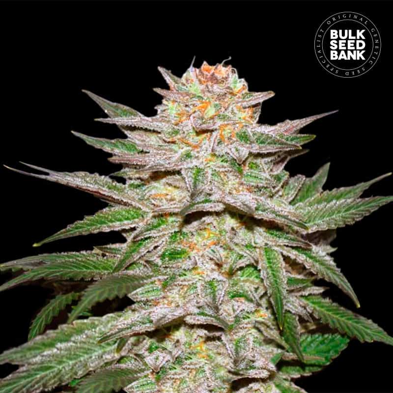 Auto Caramel King von Bulk Seed Bank