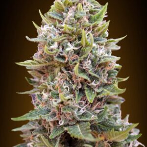Auto Cheese Berry von 00 Seeds