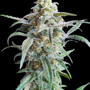 Auto Cherry Pie von Advanced Seeds