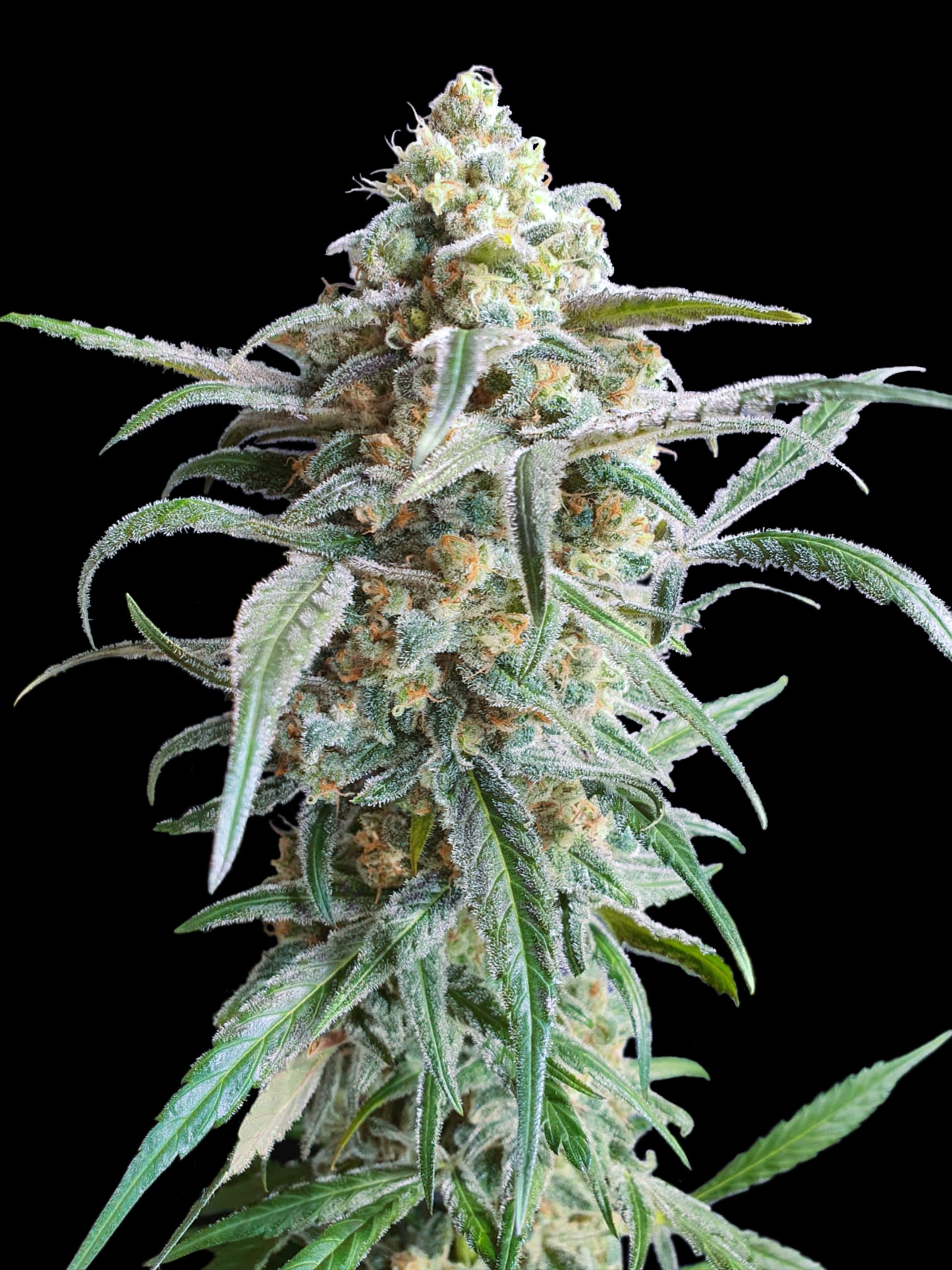 Auto Cherry Pie Advanced Seeds