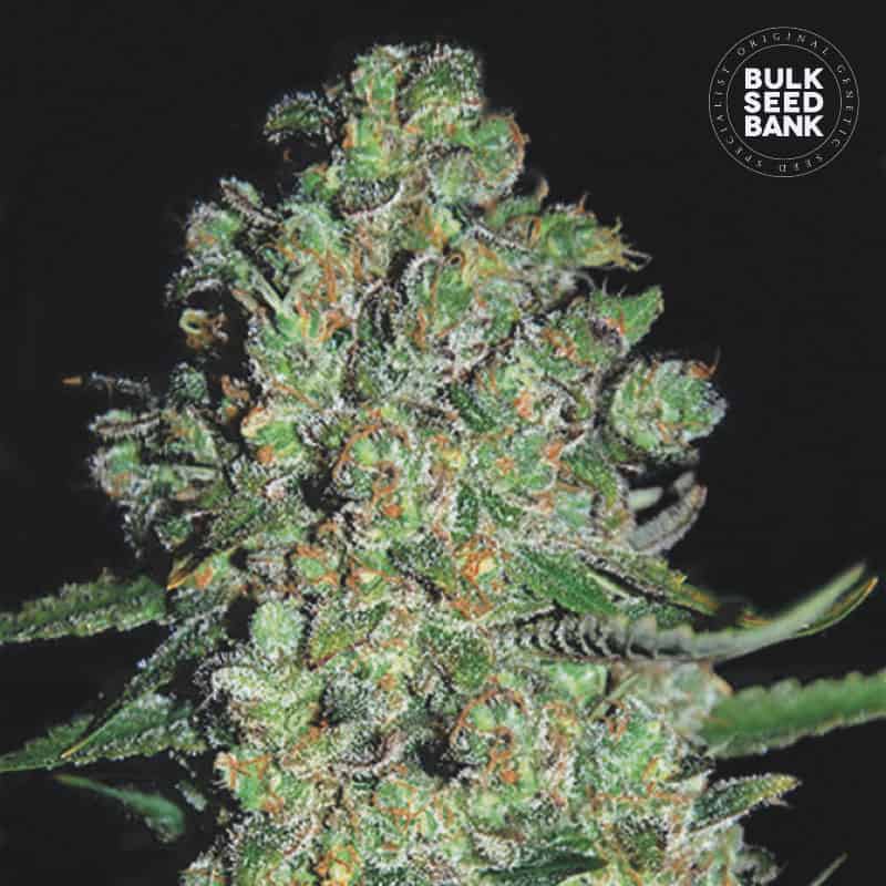 Auto Chronical von Bulk Seed Bank