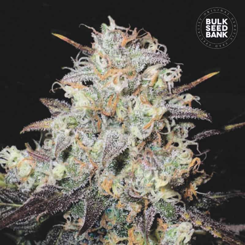 Auto Cocopopo von Bulk Seed Bank