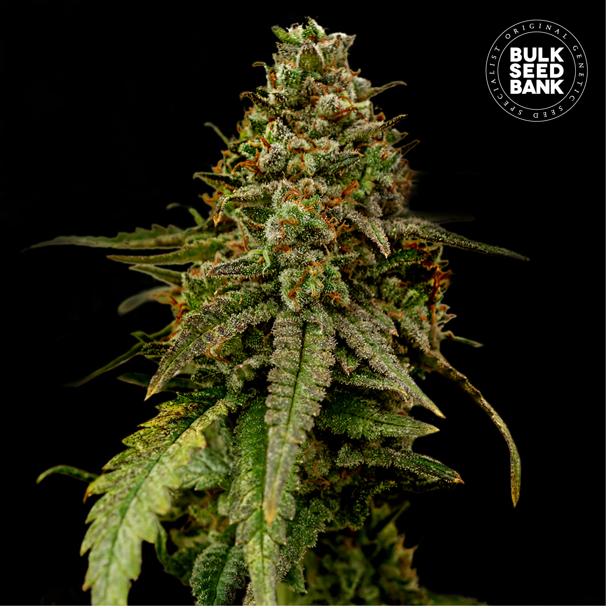 Auto Coffe Rocket von Bulk Seed Bank