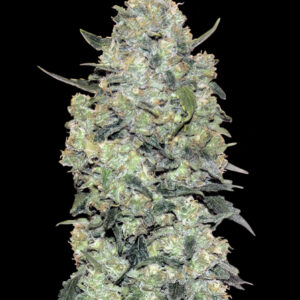 Auto Critical Mass von Advanced Seeds