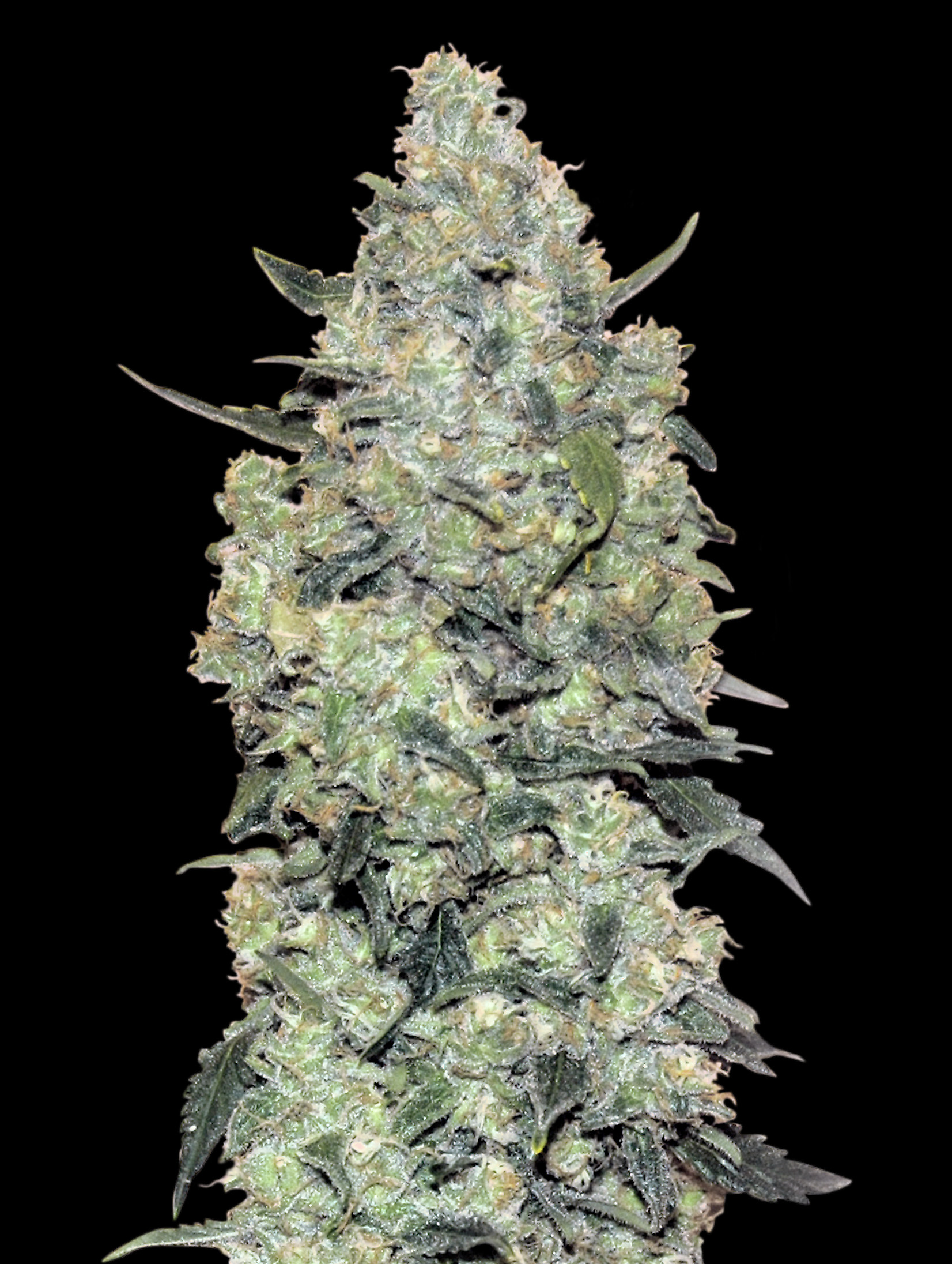 Auto Critical Mass Advanced Seeds