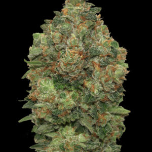 Auto Critical Soma von Advanced Seeds
