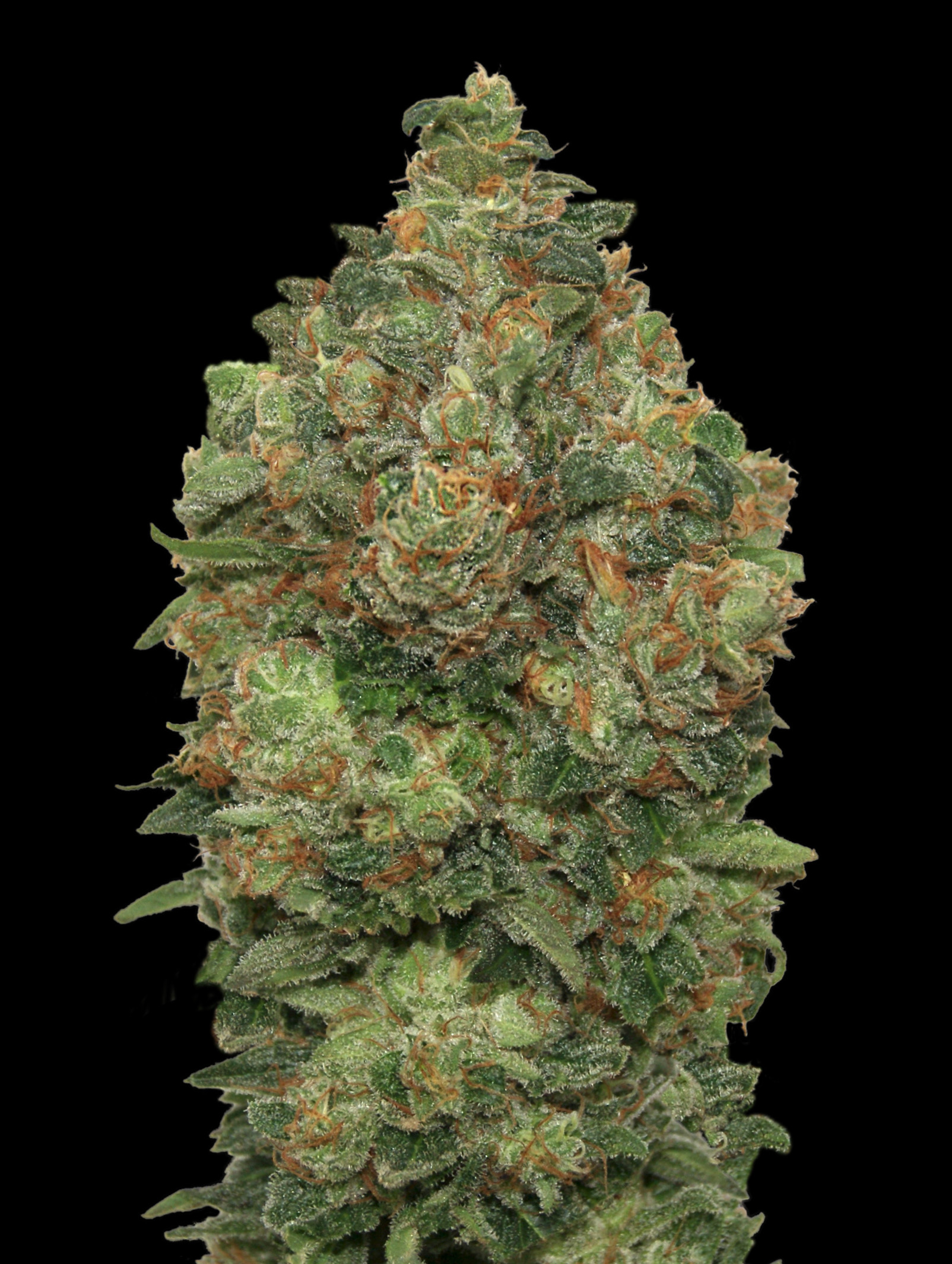 Auto Critical Soma Advanced Seeds