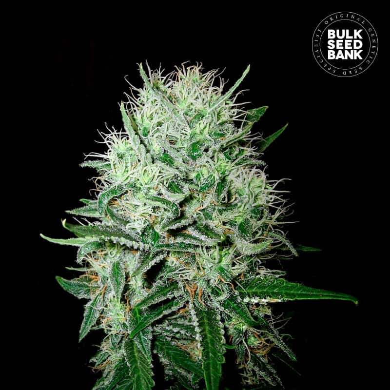 Auto Devils Kiss von Bulk Seed Bank