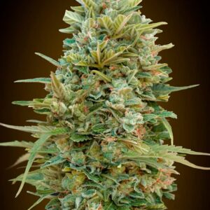 Auto Do Si Dos Cookies von 00 Seeds