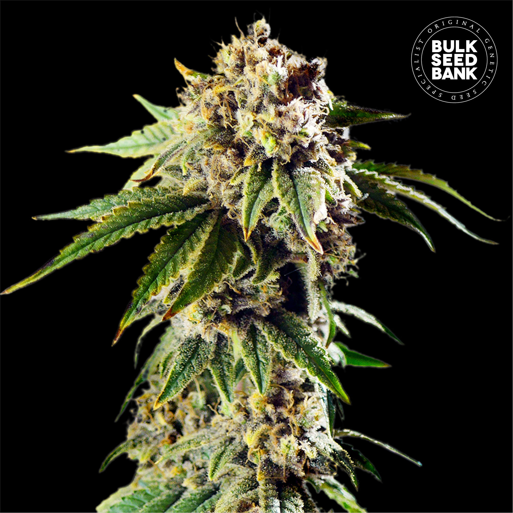 Auto Dosidos Rocketos von Bulk Seed Bank