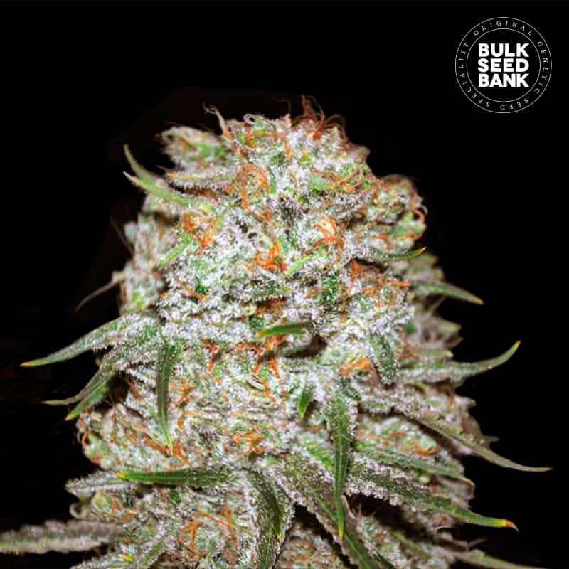 Auto East Ryder von Bulk Seed Bank