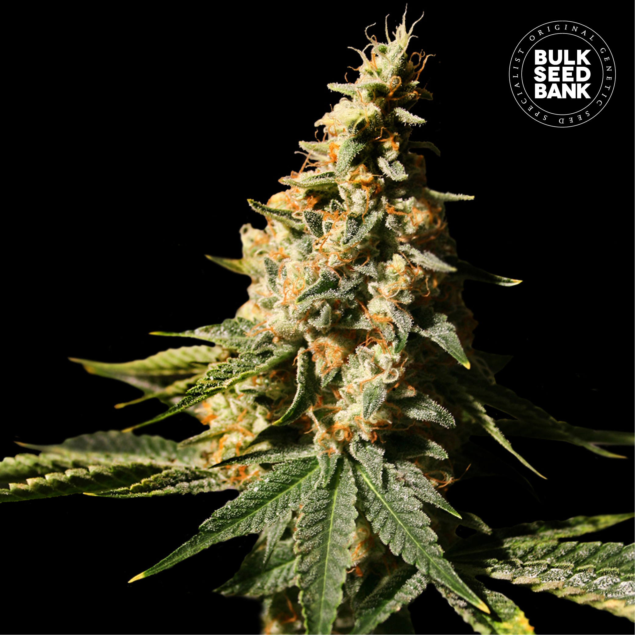 Auto Extra Mintz von Bulk Seed Bank