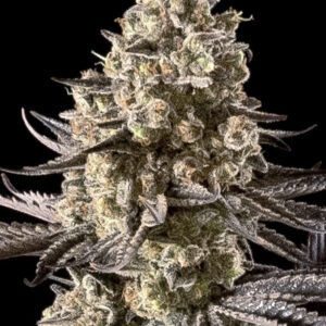 Auto Fire DOG von Advanced Seeds