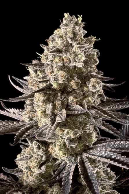 Auto Fire DOG von Advanced Seeds