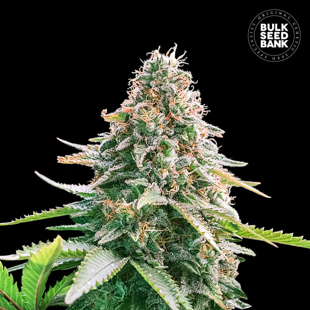 Auto Gelato Samba von Bulk Seed Bank