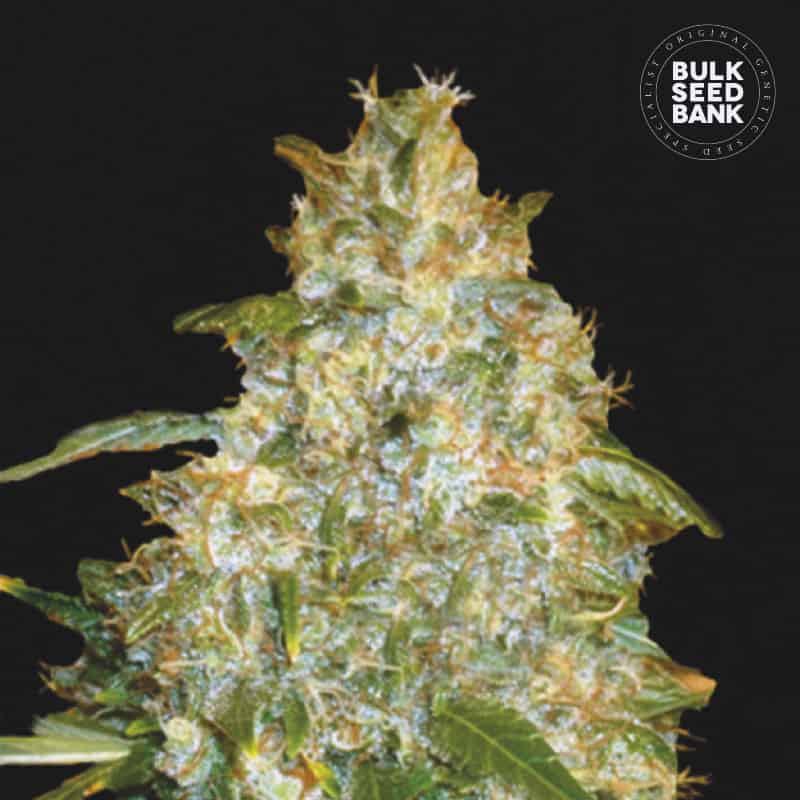 Auto Good Wild Shark von Bulk Seed Bank