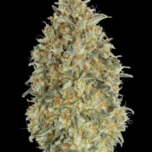 Auto Gorilla Blue von Advanced Seeds