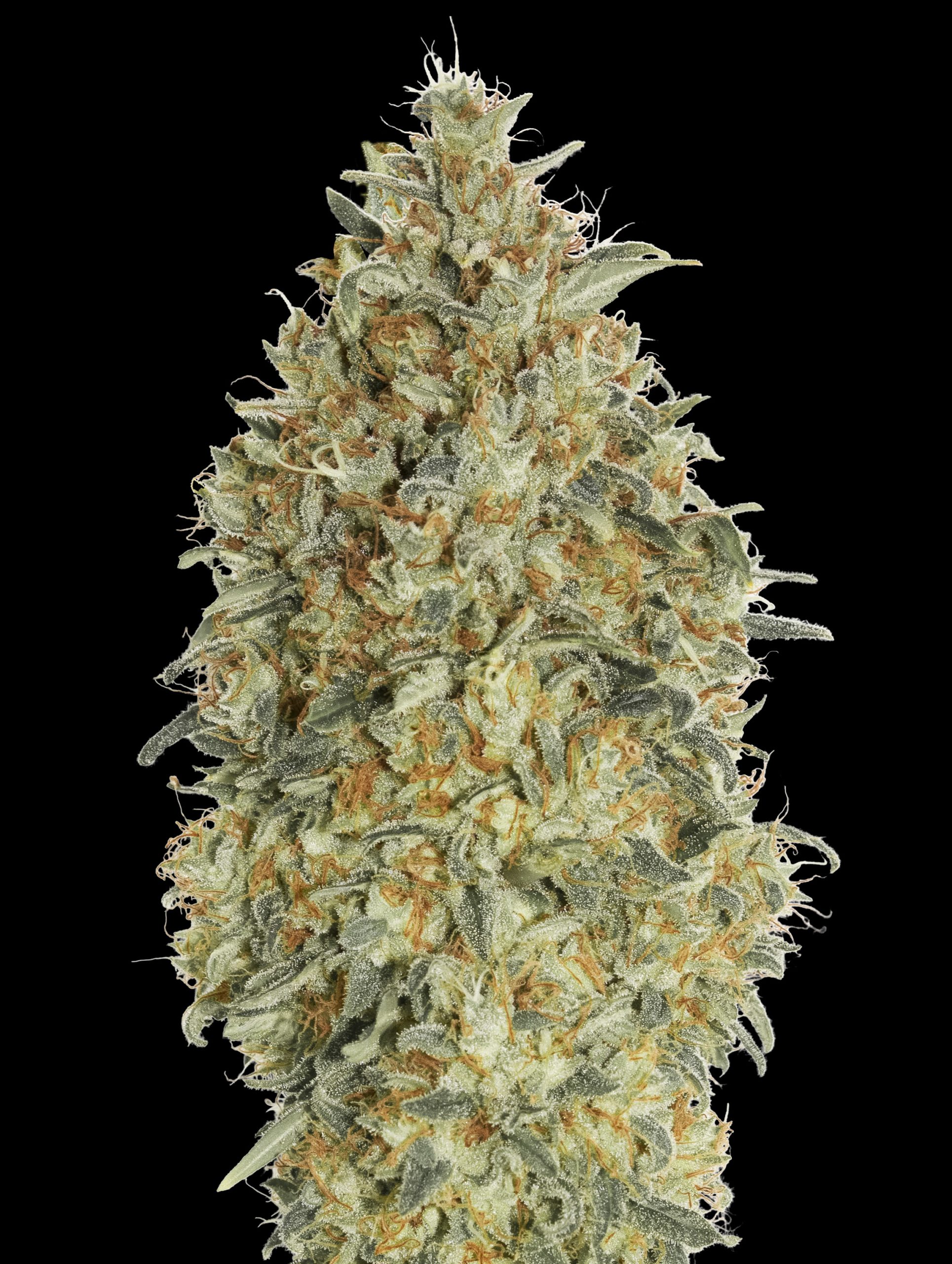 Auto Gorilla Blue von Advanced Seeds