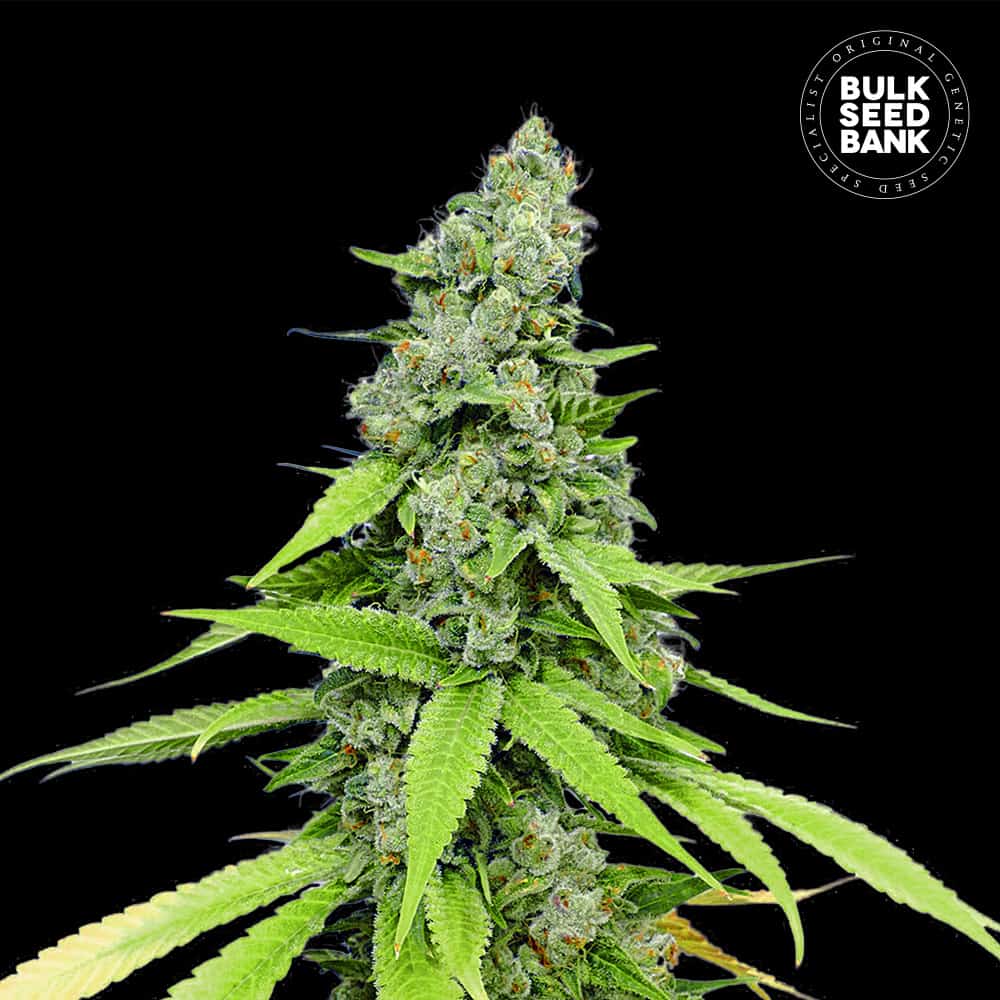 Auto Grande Crack von Bulk Seed Bank
